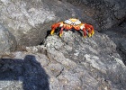 Sally Light foot  Sally Lightfoot crab